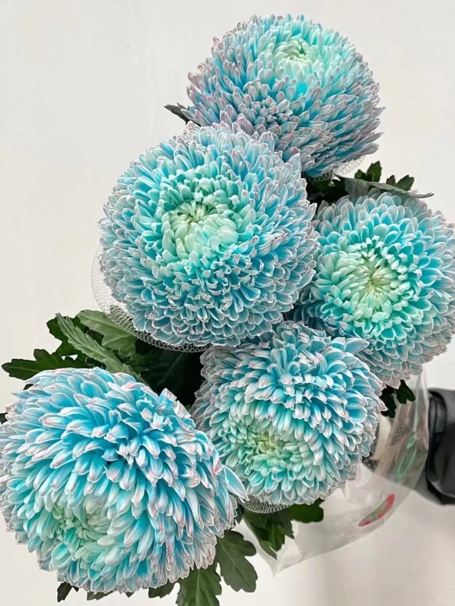 Chrysanthemum Peony Blue and white porcelain牡丹菊青花瓷 - FOREVERMORE