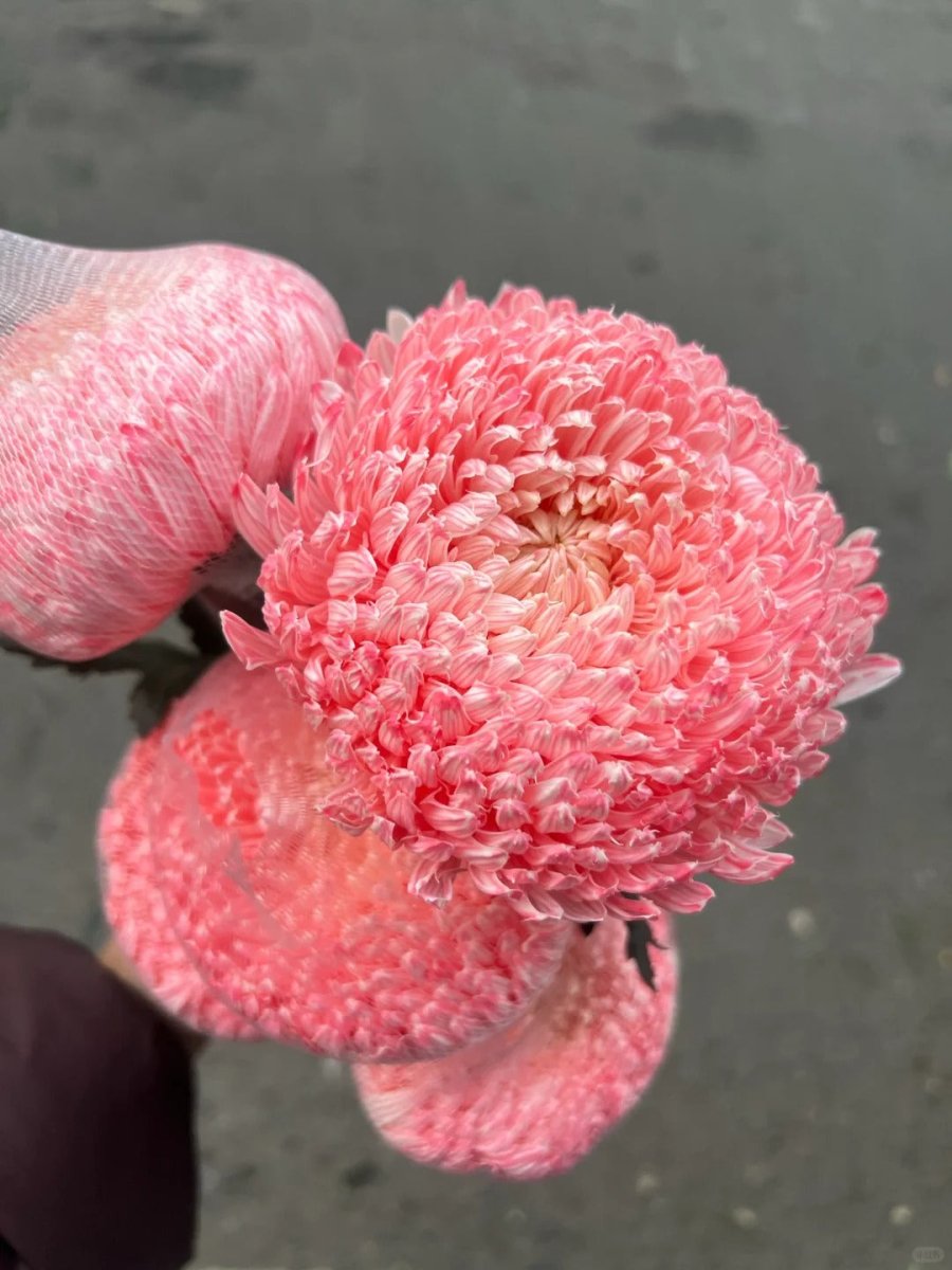 Chrysanthemum Peony Carmine red 牡丹菊胭脂红 - FOREVERMORE