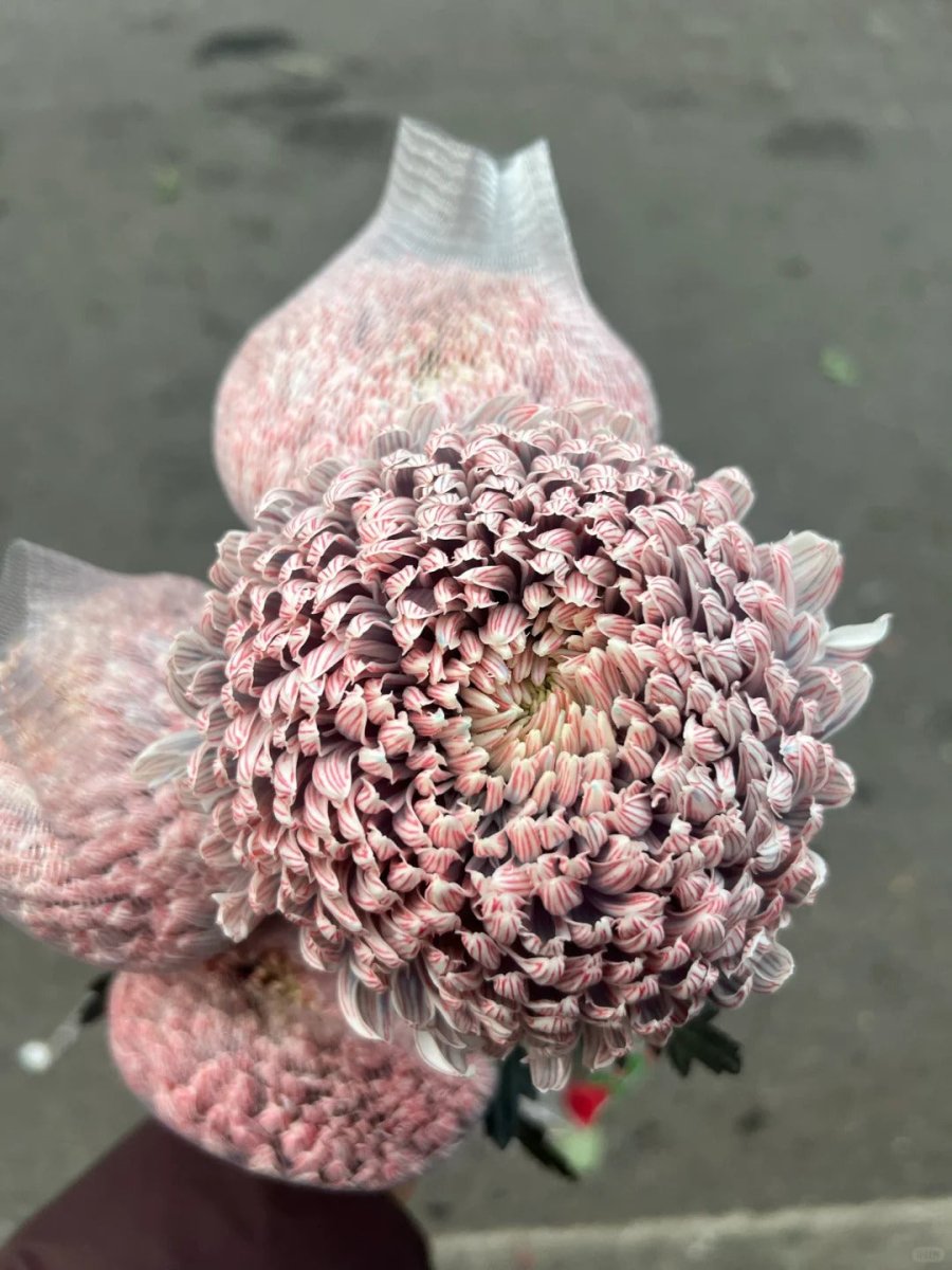 Chrysanthemum Peony coffee 牡丹菊咖色 - FOREVERMORE