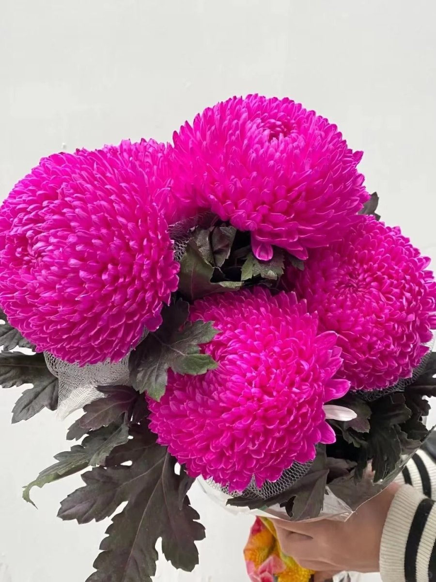 Chrysanthemum Peony dark pink 牡丹菊玫红色 - FOREVERMORE