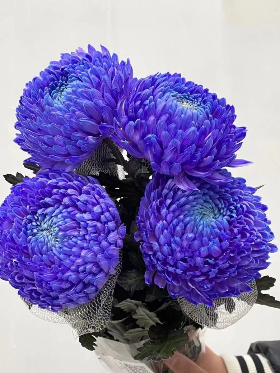 Chrysanthemum Peony Dreamy Purple牡丹菊梦幻紫 - FOREVERMORE