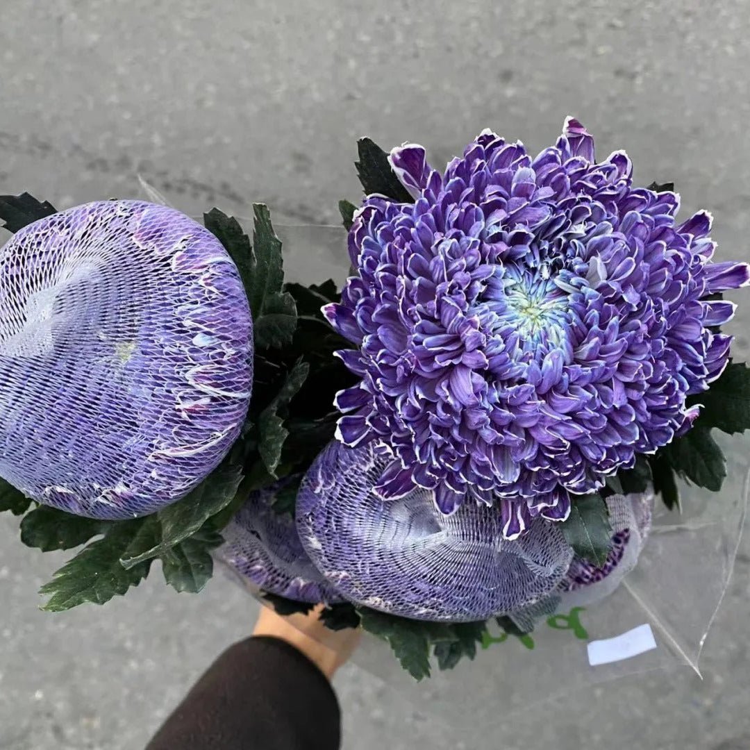 Chrysanthemum Peony Grape purple牡丹菊葡萄紫 - FOREVERMORE