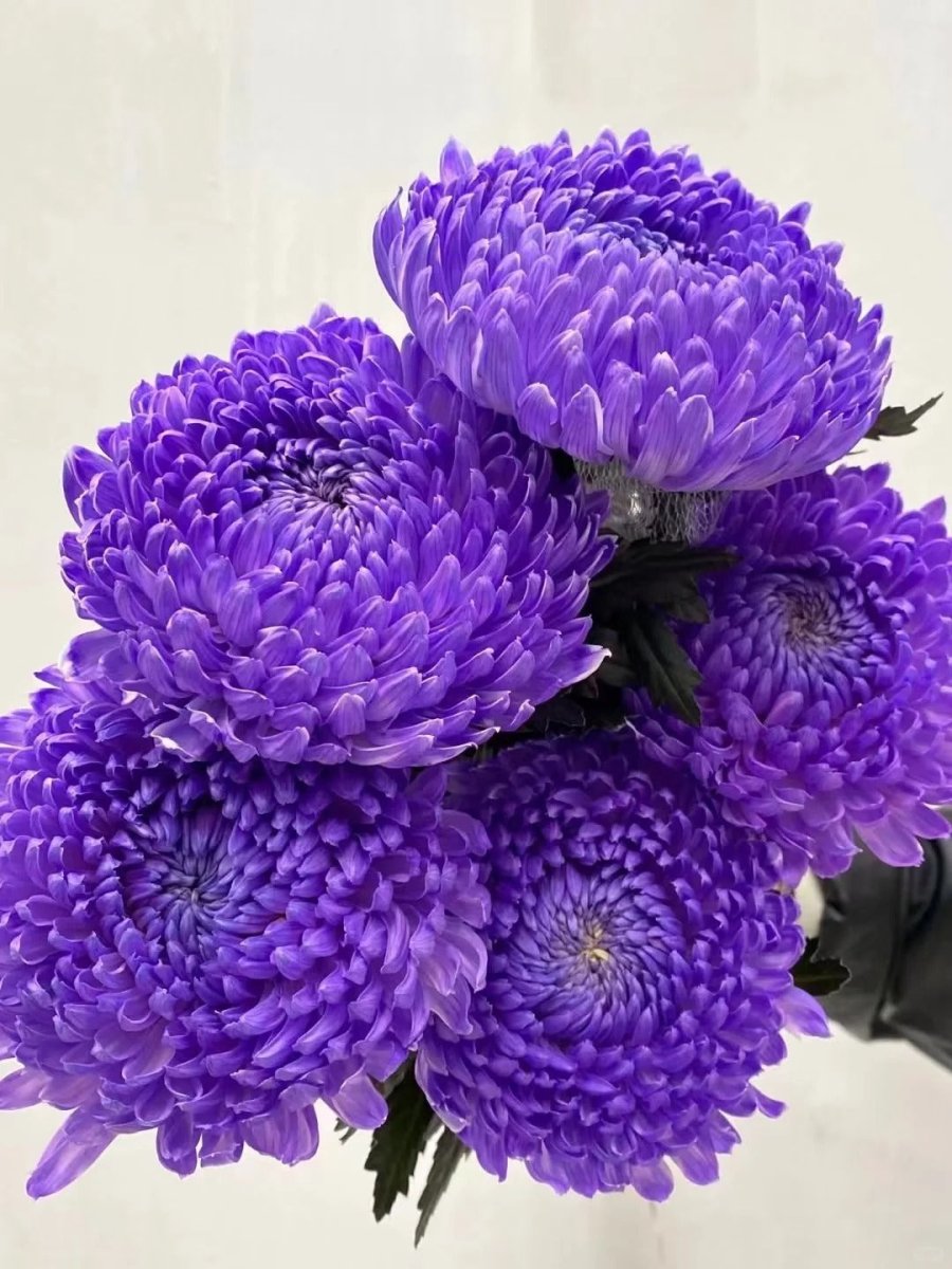 Chrysanthemum Peony lite purple牡丹菊浅紫 - FOREVERMORE
