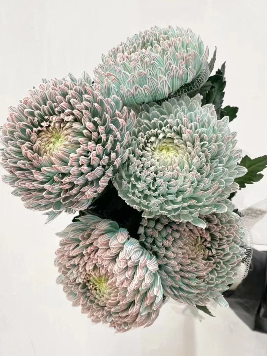 Chrysanthemum Peony Matcha green牡丹菊抹茶绿 - FOREVERMORE