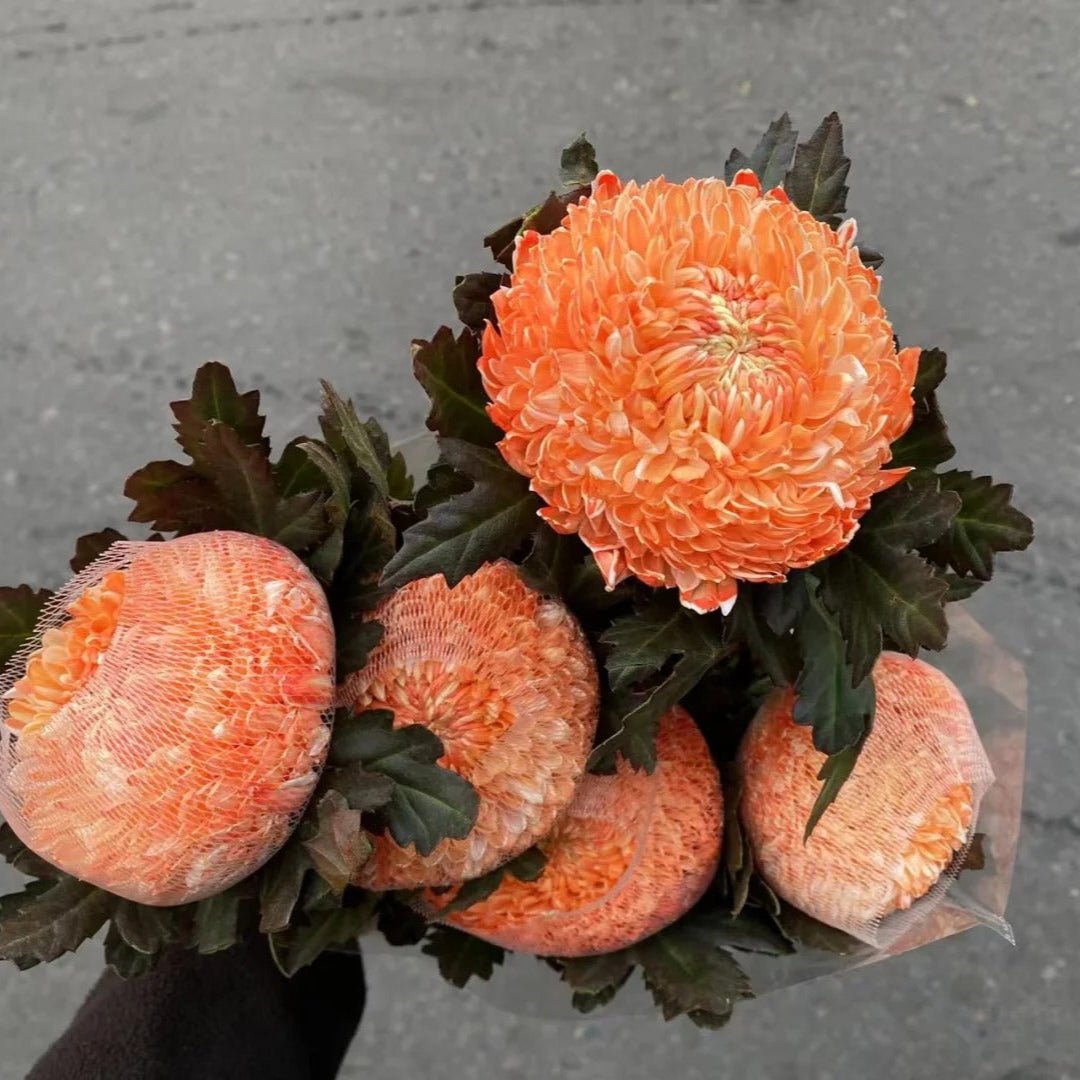 Chrysanthemum Peony orange 牡丹菊橙色 - FOREVERMORE