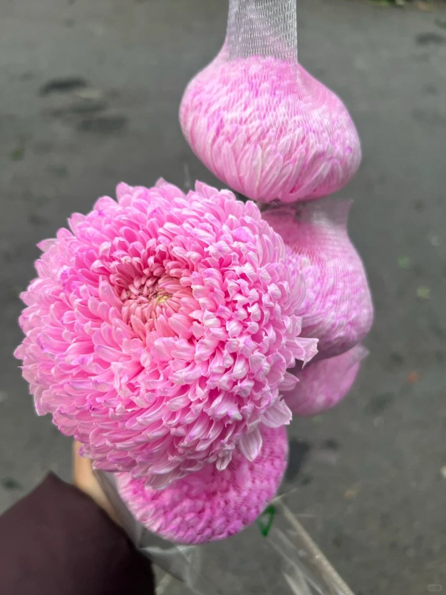 Chrysanthemum Peony pink牡丹菊樱花粉 - FOREVERMORE