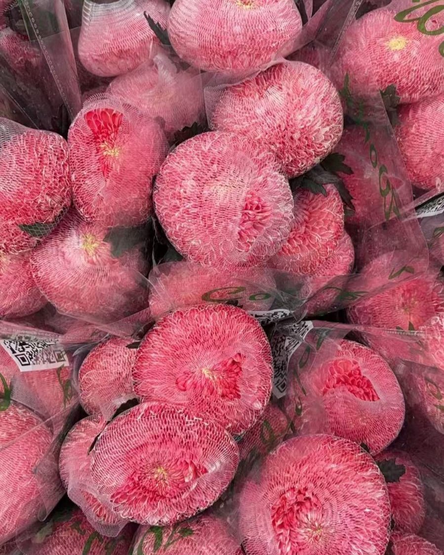 Chrysanthemum Peony watermelon red 牡丹菊西瓜红 - FOREVERMORE