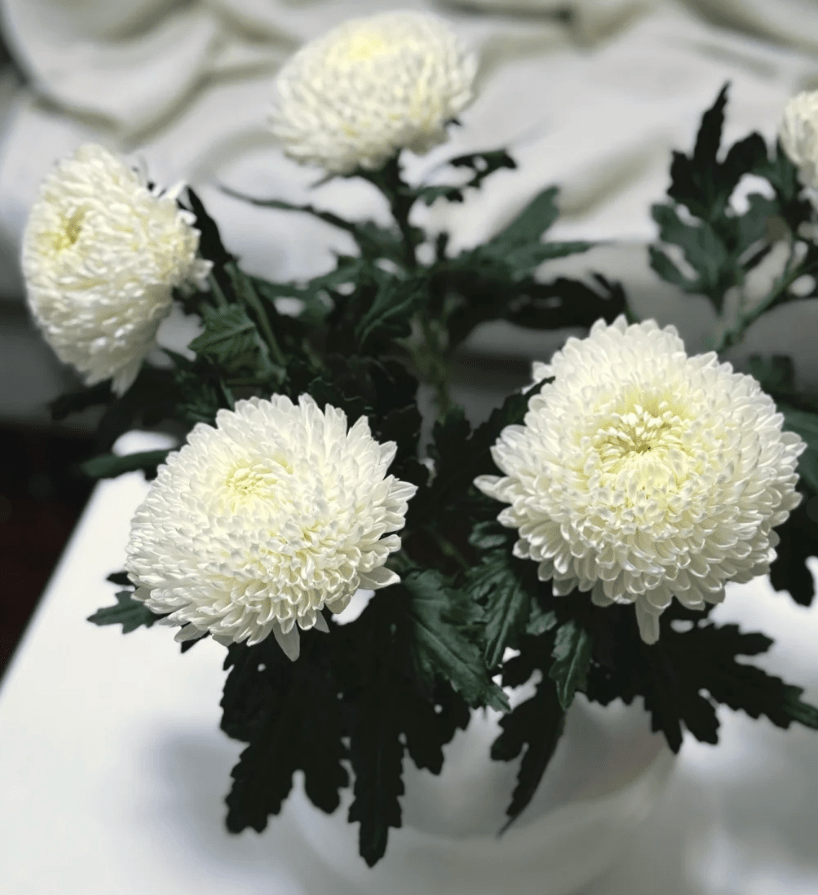 Chrysanthemum Peony white 牡丹菊白色 - FOREVERMORE
