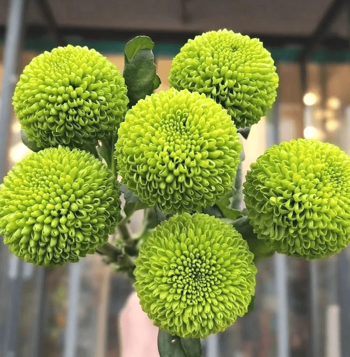 Chrysanthemum Pingpang green 乒乓菊绿色 - FOREVERMORE