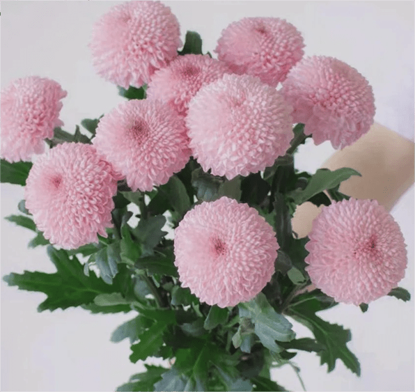 Chrysanthemum Pingpang pink乒乓菊粉色 - FOREVERMORE