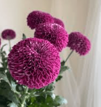 Chrysanthemum Pingpang purple 乒乓菊紫色 - FOREVERMORE