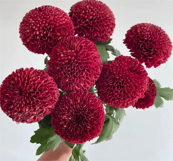 Chrysanthemum Pingpang red 乒乓菊红色 - FOREVERMORE