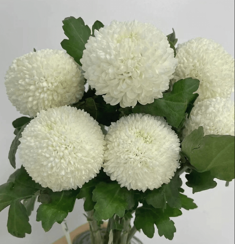 Chrysanthemum Pingpang white乒乓菊白色 - FOREVERMORE