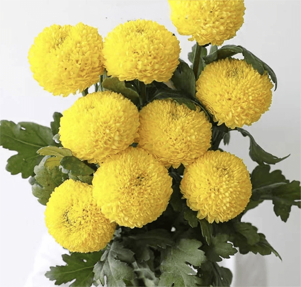 Chrysanthemum Pingpang yellow 乒乓菊黄色 - FOREVERMORE