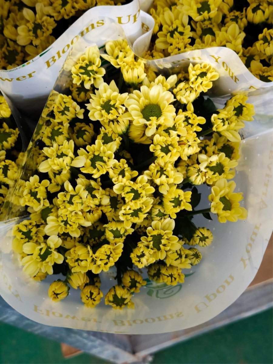 Chrysanthemum santini Angela yellow 安吉拉 - FOREVERMORE
