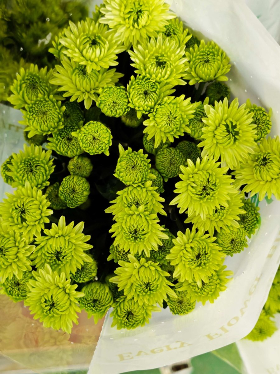 Chrysanthemum santini Bruno green 布鲁诺绿 - FOREVERMORE