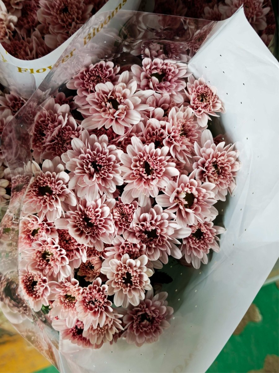 Chrysanthemum santini Bruno pink 布鲁诺粉 - FOREVERMORE