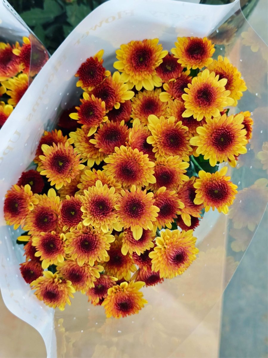 Chrysanthemum santini Bruno yellow布鲁诺黄 - FOREVERMORE