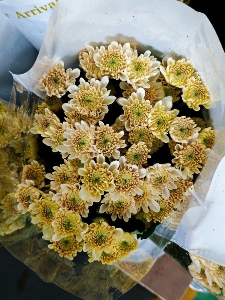 Chrysanthemum santini Champagne 香槟 - FOREVERMORE