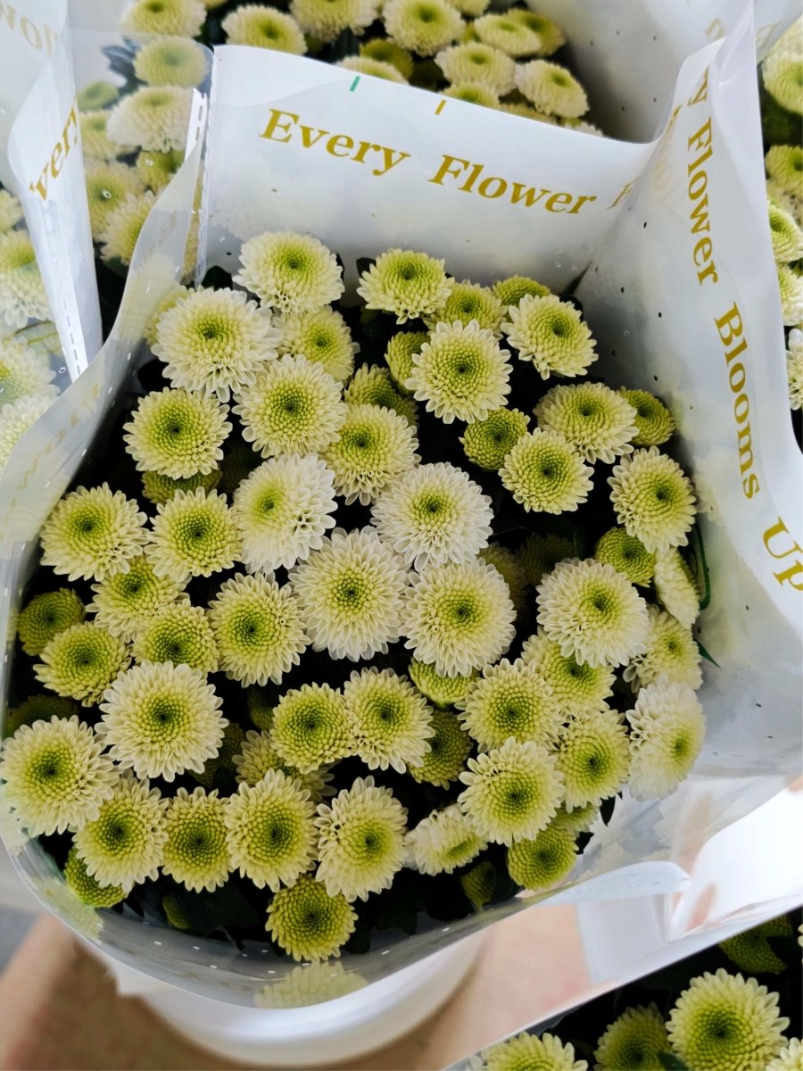 Chrysanthemum santini Cologne green 科隆香水 - FOREVERMORE