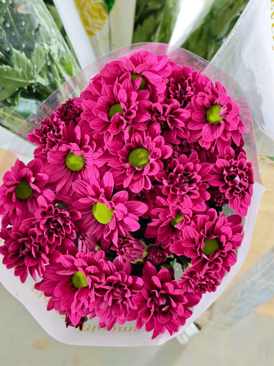 Chrysanthemum santini colored lite blue 吸色小菊淡蓝色 - FOREVERMORE