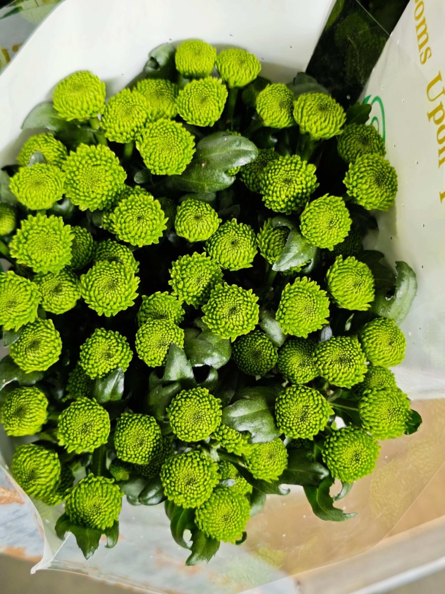 Chrysanthemum santini forest green绿森林 - FOREVERMORE