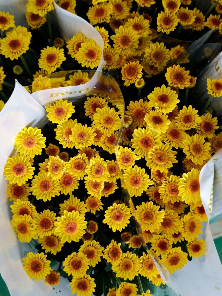 Chrysanthemum santini gold star南农小金星 - FOREVERMORE