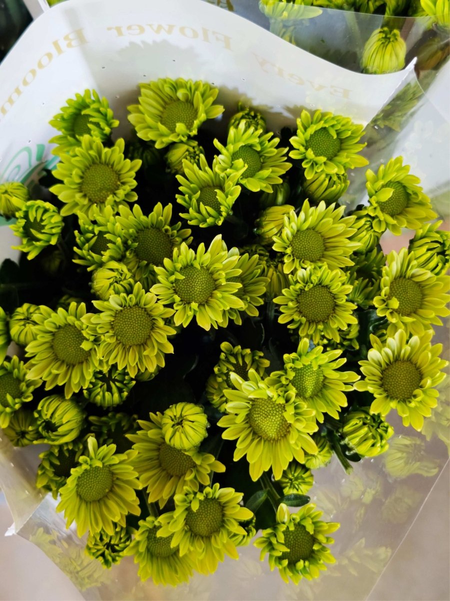 Chrysanthemum santini green of love 爱之绿 - FOREVERMORE