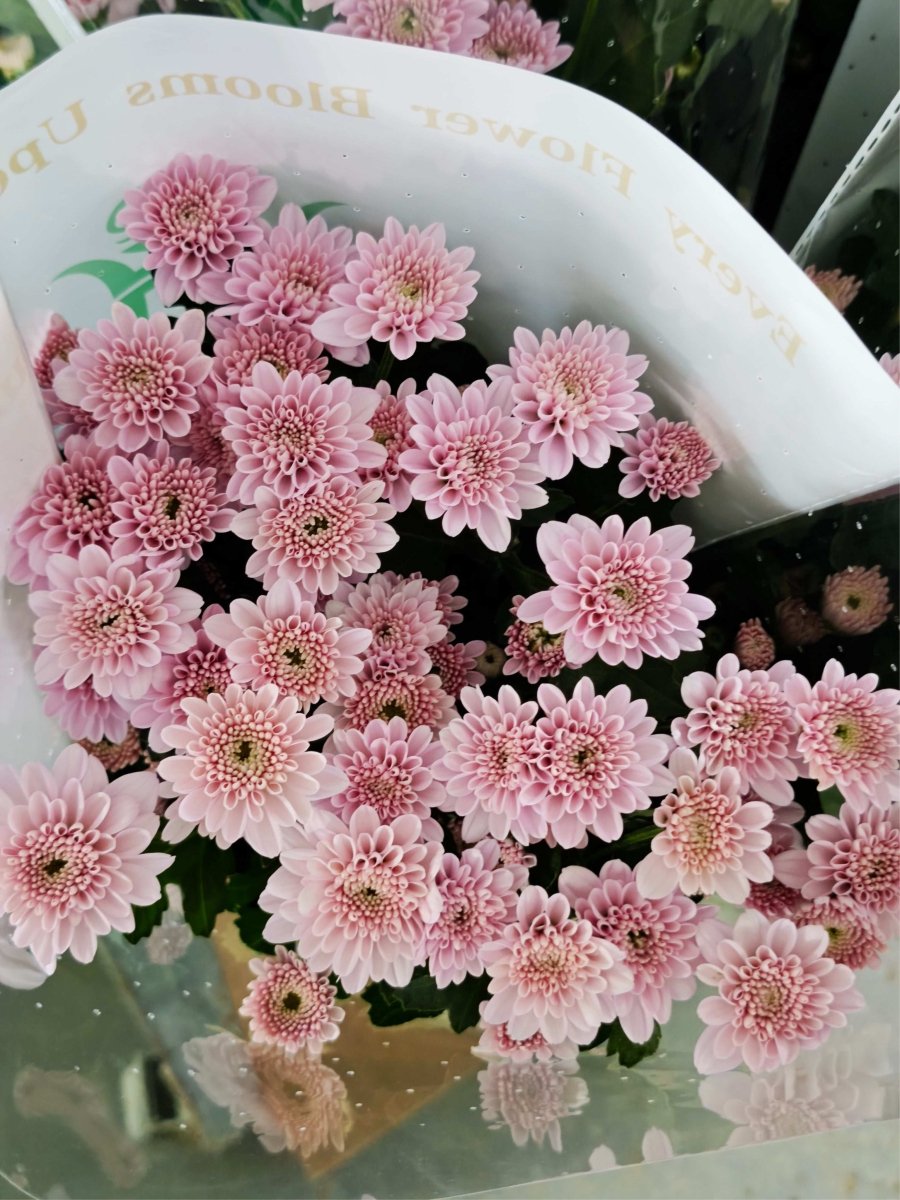 Chrysanthemum santini hengchun pink 南农衡春 - FOREVERMORE