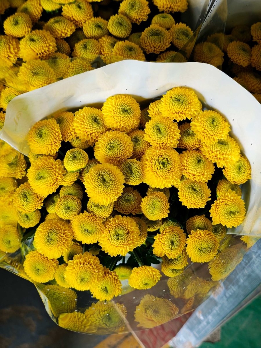 Chrysanthemum santini kaku yellow 卡库 - FOREVERMORE