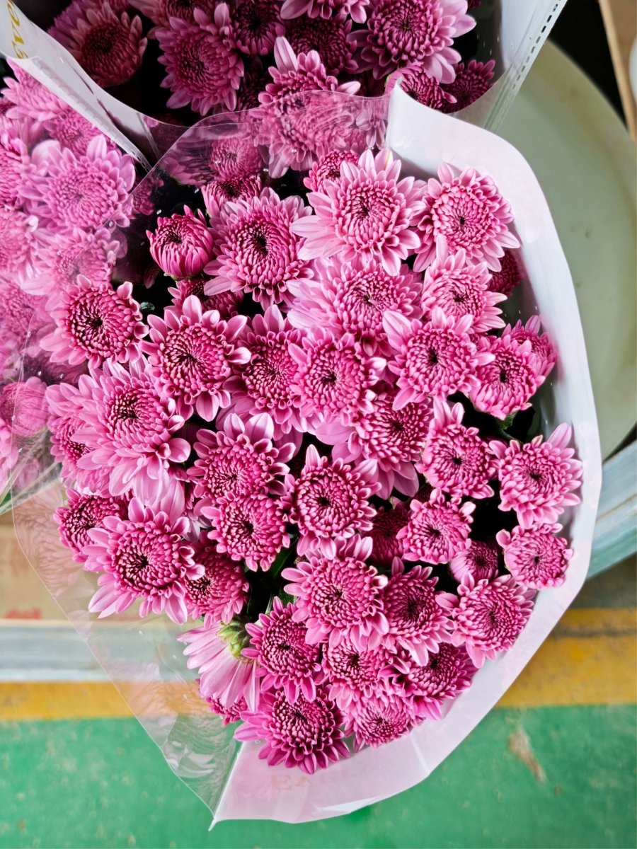 Chrysanthemum santini kaming pink 卡明 - FOREVERMORE