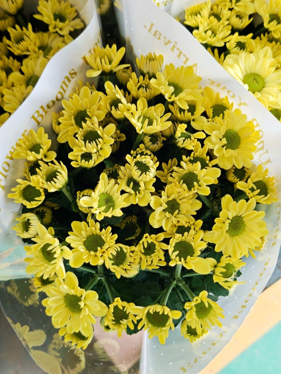 Chrysanthemum santini Kennedy yellow 肯尼迪黄色 - FOREVERMORE