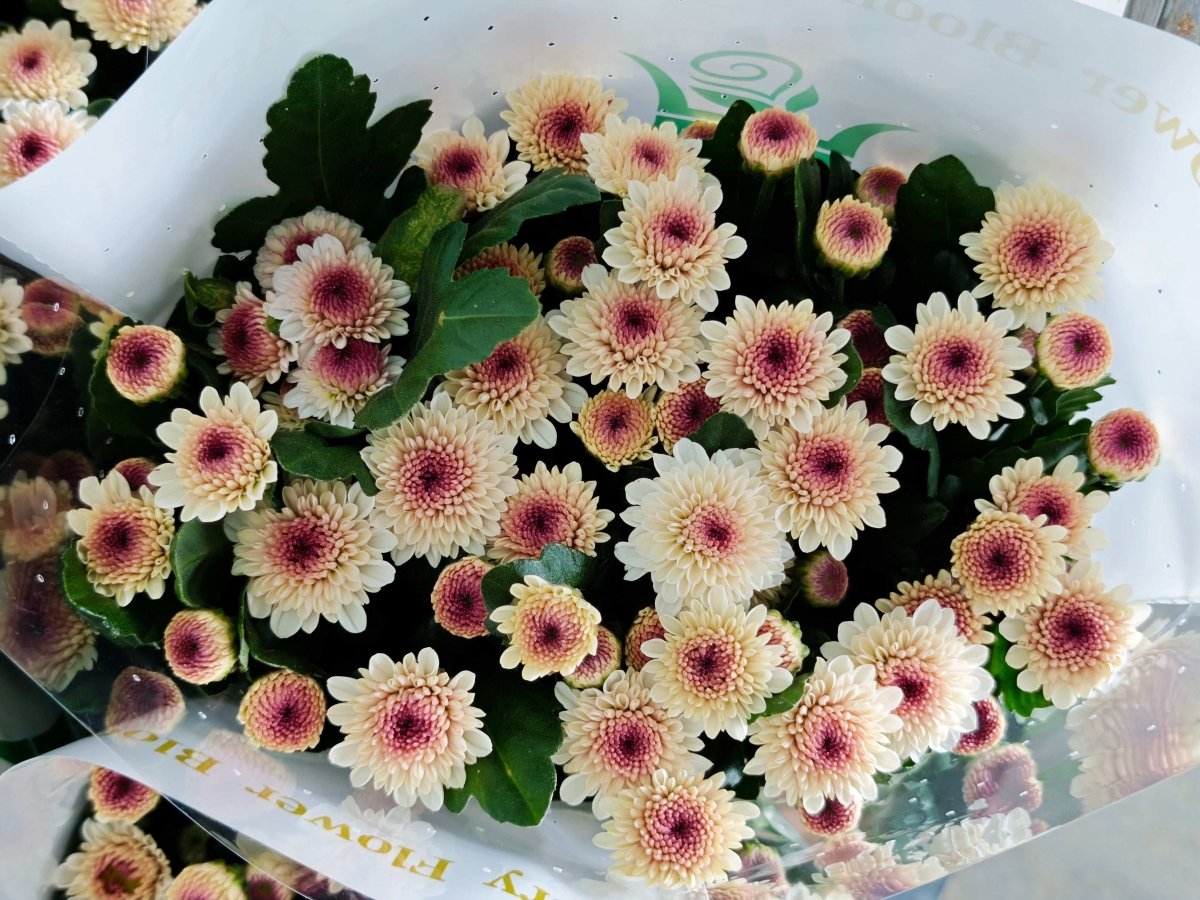 Chrysanthemum santini Matisse马蒂斯 - FOREVERMORE