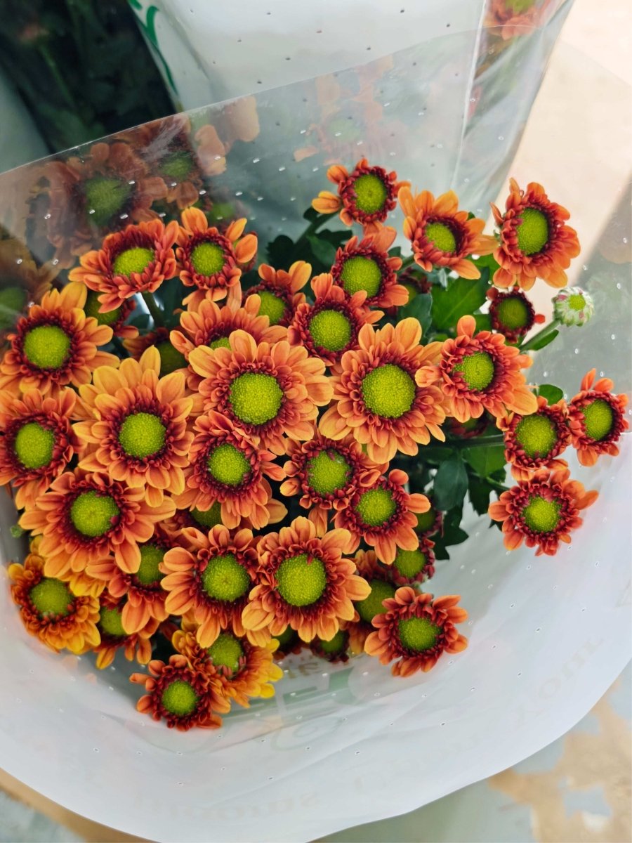 Chrysanthemum santini orange star桔星 - FOREVERMORE