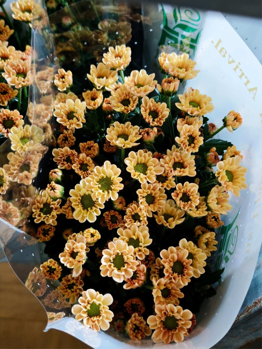 Chrysanthemum santini peach of love 爱之槟 - FOREVERMORE
