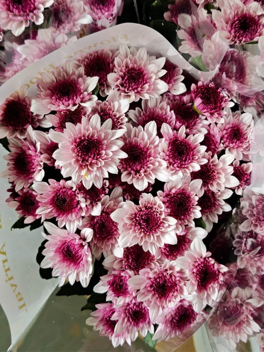 Chrysanthemum santini Pink Dante 粉丹特 - FOREVERMORE