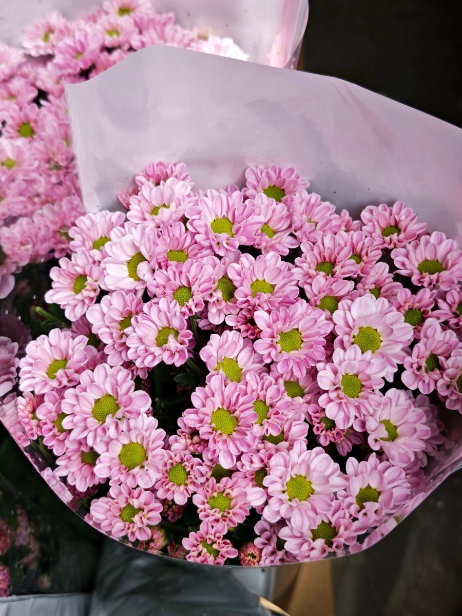 Chrysanthemum santini pink of love 爱之粉 - FOREVERMORE