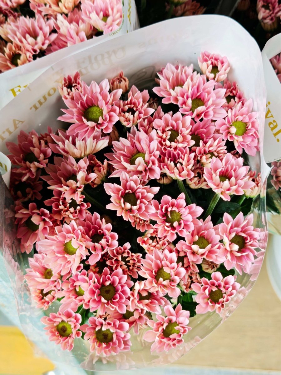 Chrysanthemum santini Puree pink纯心粉 - FOREVERMORE