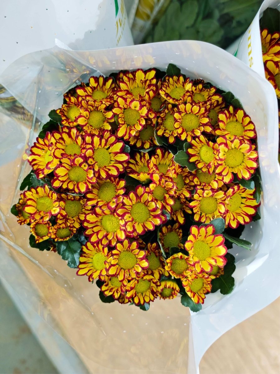 Chrysanthemum santini Roman Holiday罗尼假日 - FOREVERMORE