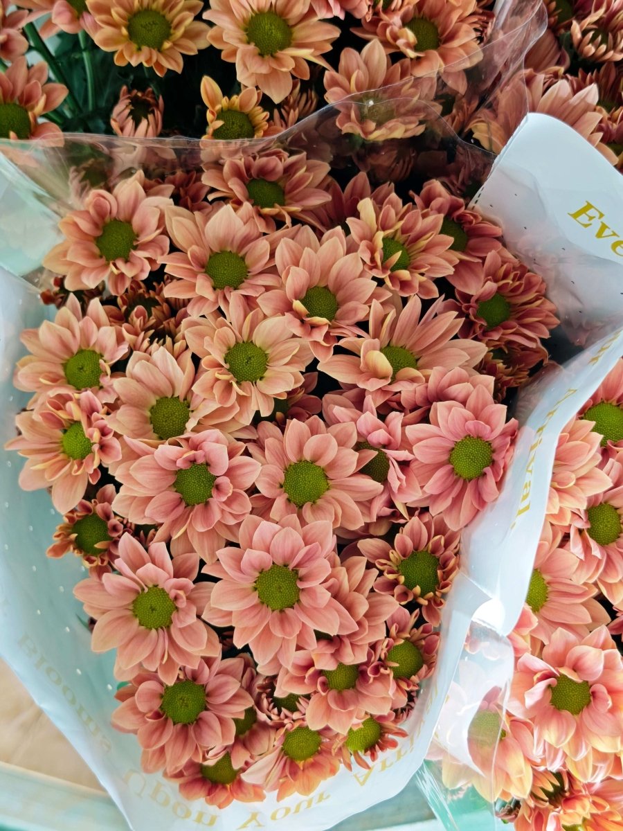 Chrysanthemum santini salmon 三文鱼 - FOREVERMORE