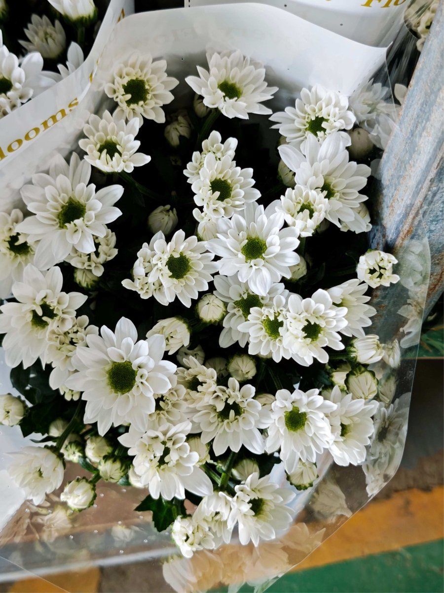 Chrysanthemum santini smart white精羽慧白 - FOREVERMORE