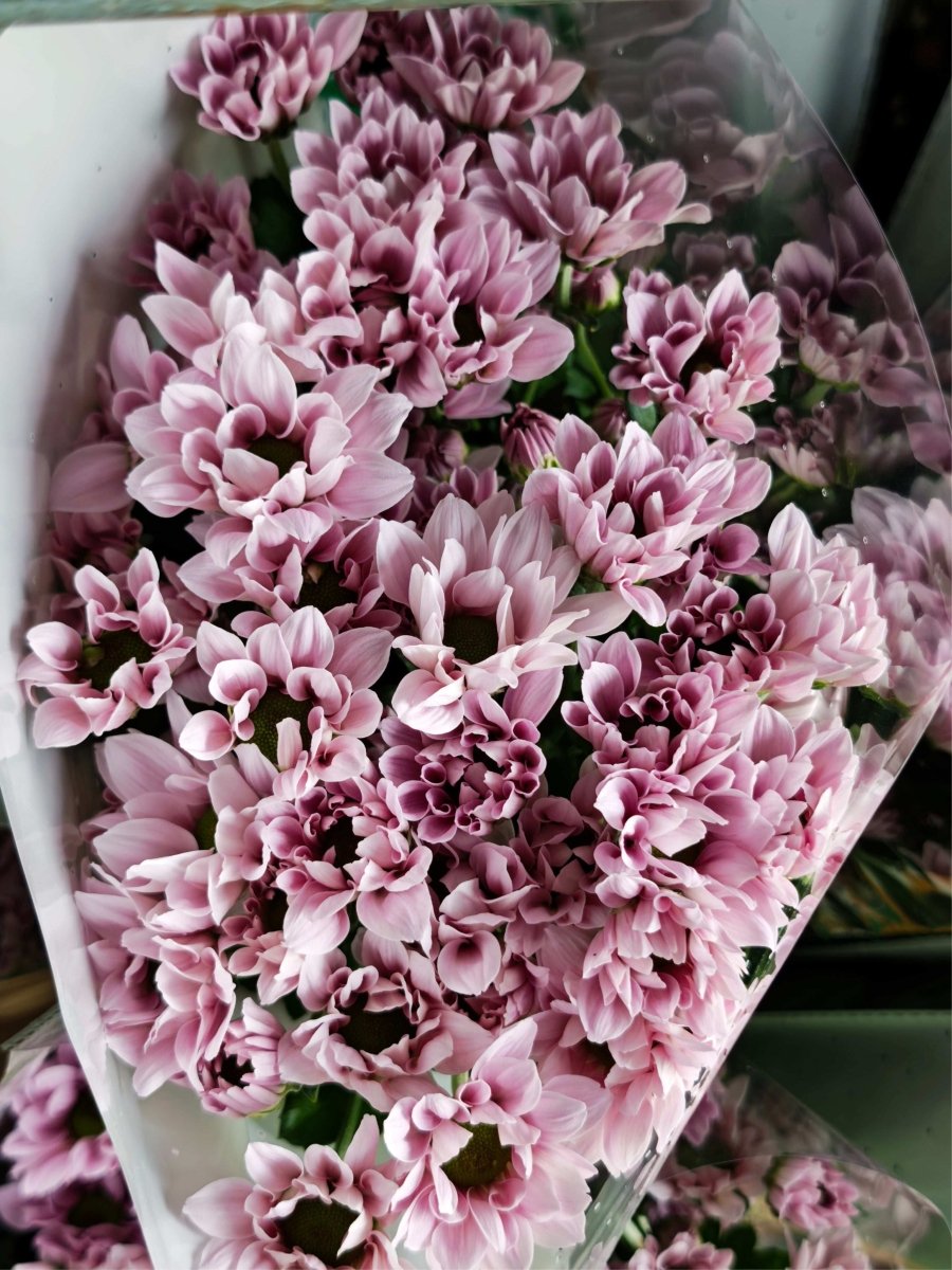Chrysanthemum santini Soft pink 索芙特粉 - FOREVERMORE