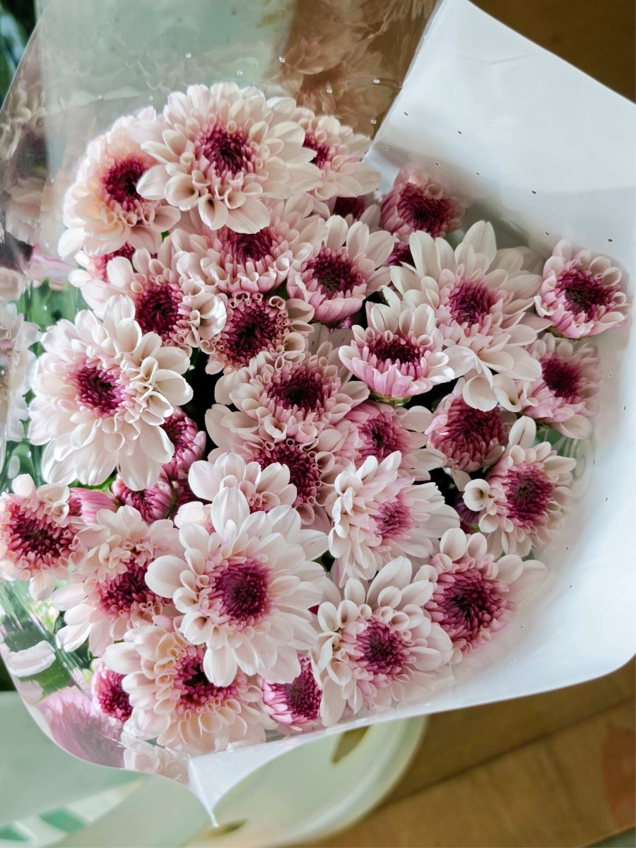 Chrysanthemum santini strawberry ice cream草莓冰淇淋 - FOREVERMORE