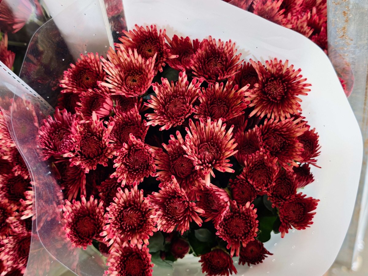 Chrysanthemum santini strawberry sugar草莓糖 - FOREVERMORE