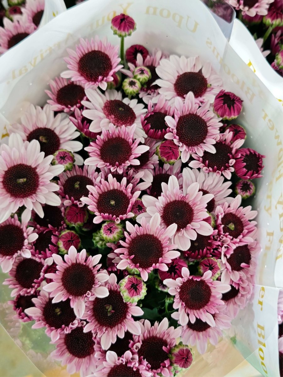 Chrysanthemum santini Strayer 斯特雷 - FOREVERMORE