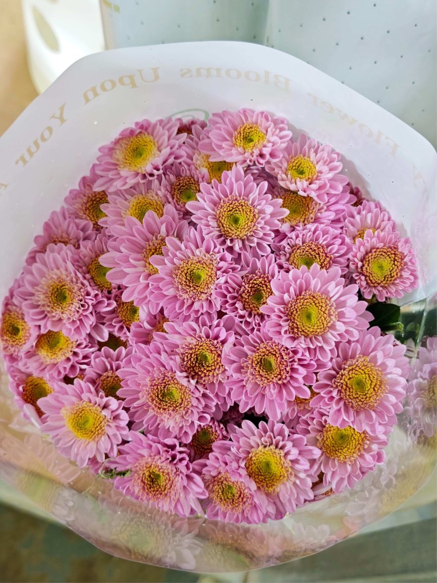 Chrysanthemum santini yanxia pink 南农烟霞 - FOREVERMORE