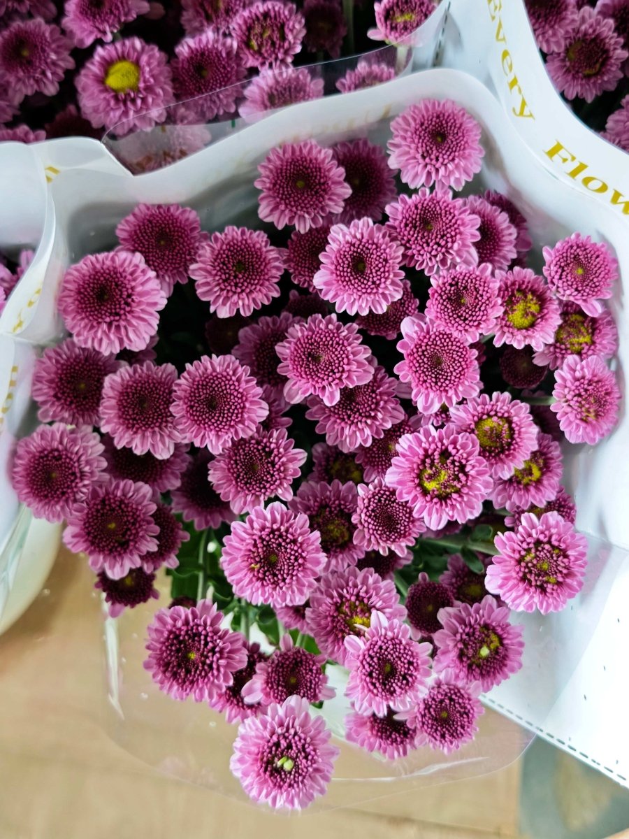 Chrysanthemum santini ziyan purple 紫妍 - FOREVERMORE