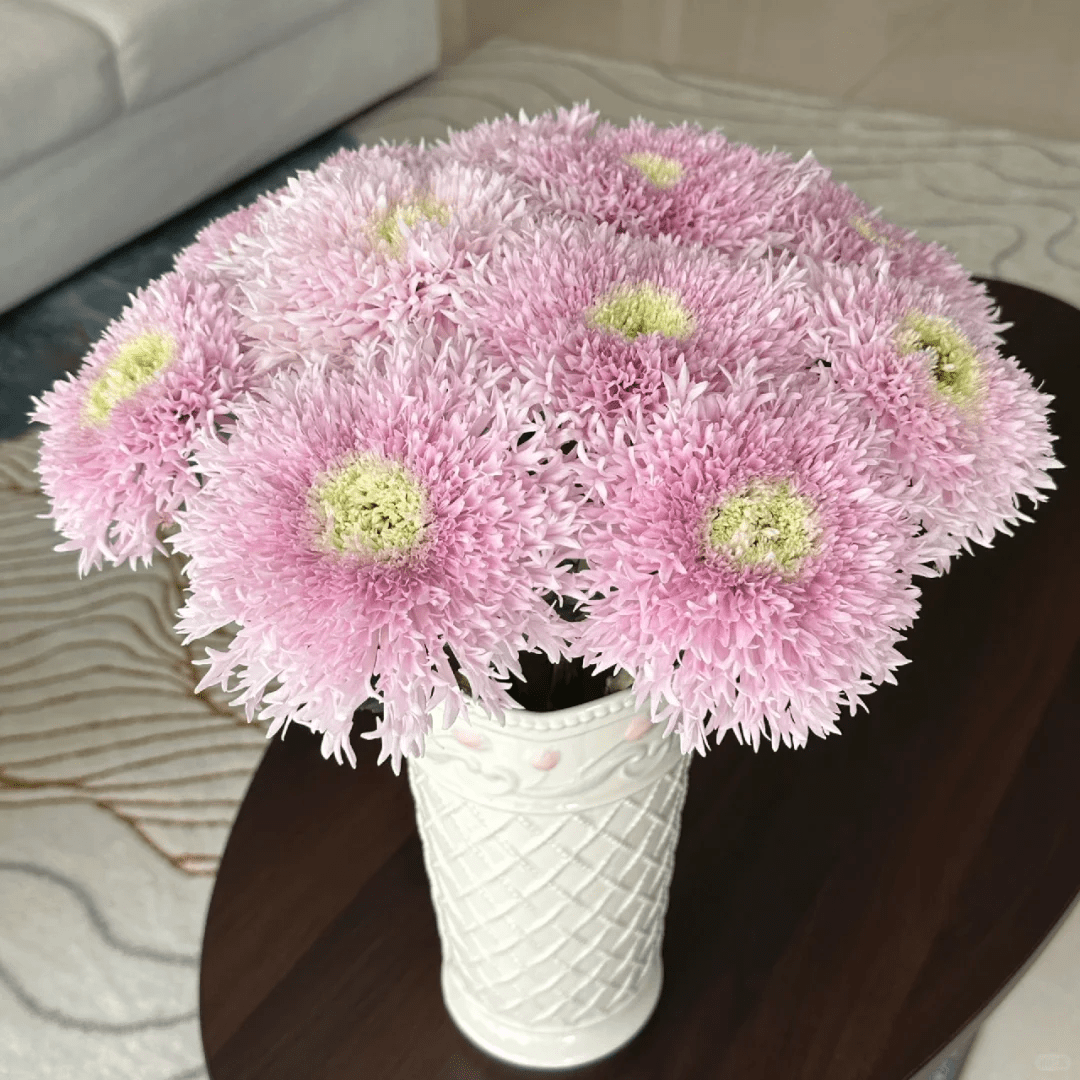 Chrysanthemum Teddy pink 面包菊粉色 - FOREVERMORE