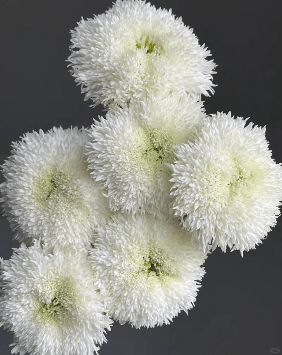 Chrysanthemum Teddy white 面包菊白色 - FOREVERMORE