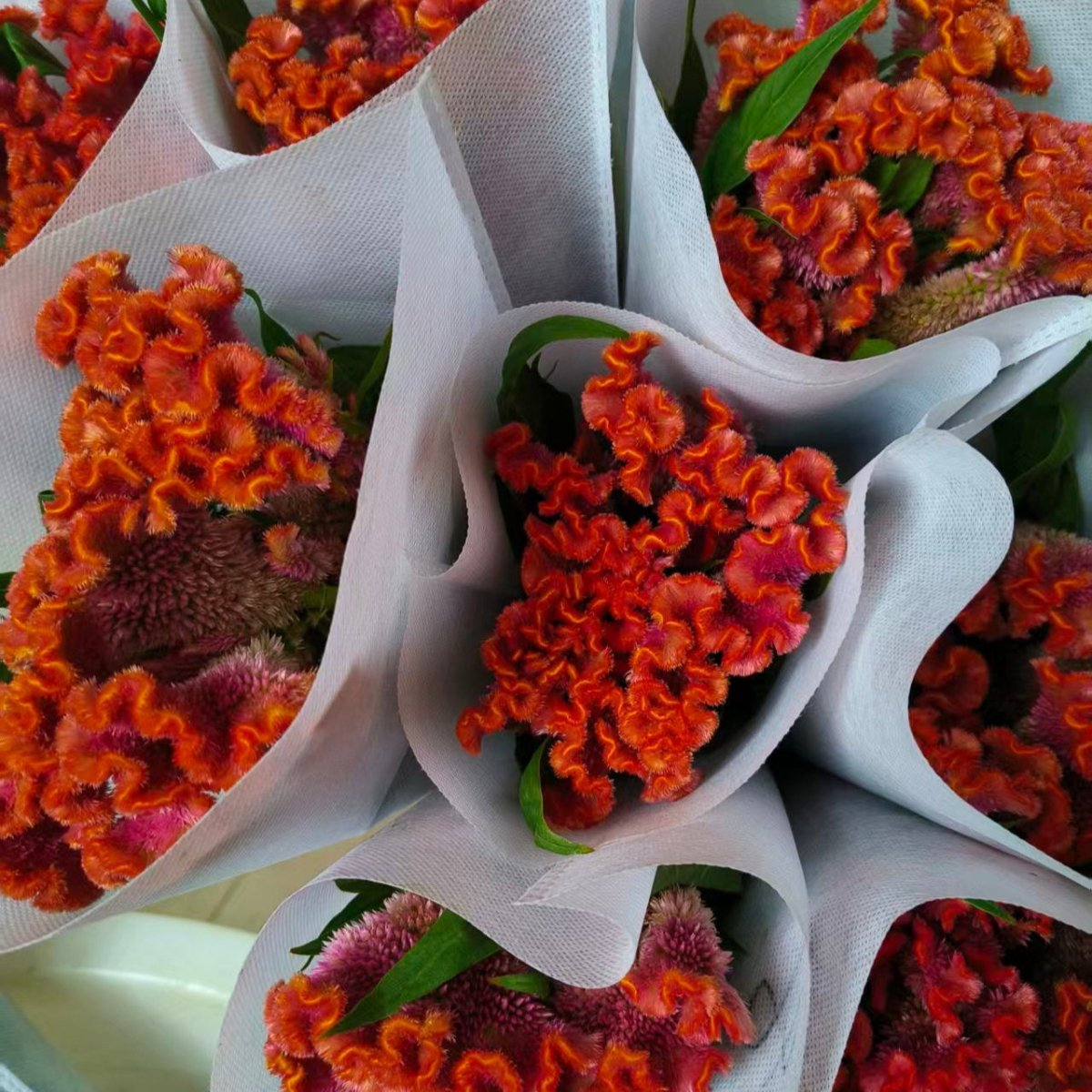 Cookscomb( Flat) orange鸡冠花扁头橙色 - FOREVERMORE